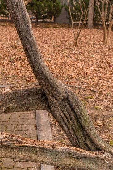 Gnarled branches over an overgrown path with a wooden bench and fallen leaves, in South Korea