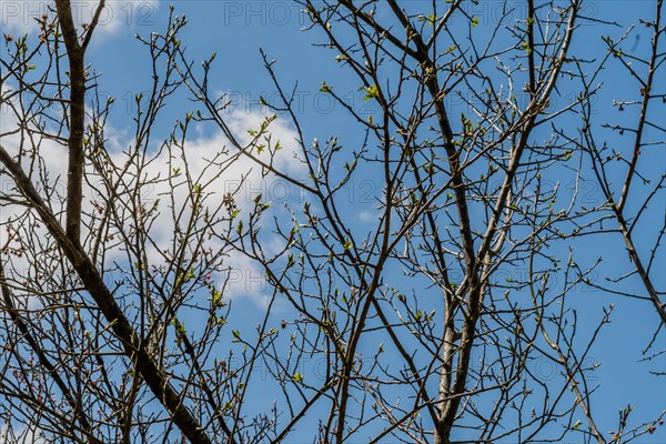 Bare tree branches against a blue sky, with the first signs of spring leaves budding, in South Korea