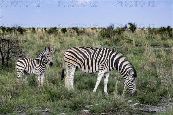 Plains zebra (Equus quagga) mare with foal, Madikwe Game Reserve, North West Province, South Africa, RSA, Africa