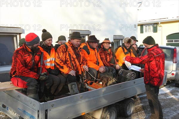 Wild boar (Sus scrofa) start of hunt, hunter in high visibility waistcoat on trailer, Allgaeu, Bavaria, Germany, Europe