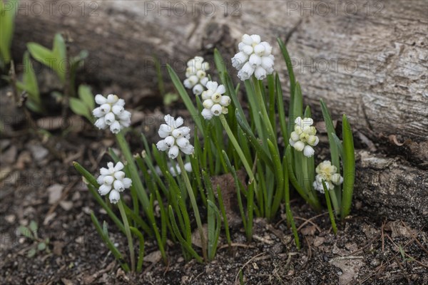 Pearl hyacinth (Muscari botrioides), white form, Emsland, Lower Saxony, Germany, Europe