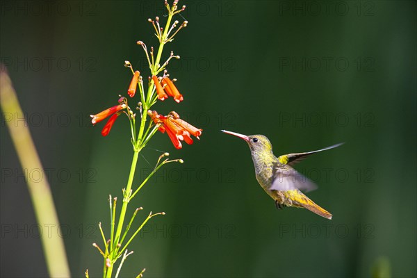 Golden Sapphire Hummingbird (Hylocharis chrysuria) Pantanal Brazil