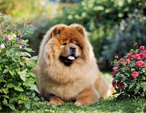 Dog, Chow Chow, whole figure, outdoor, in the garden, AI generated, AI generated