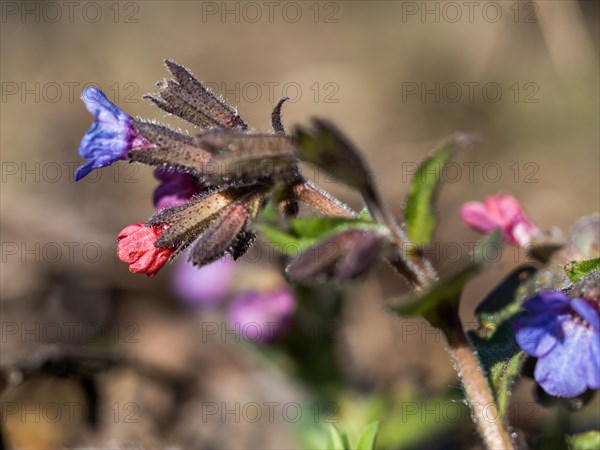 True lungwort or common lungwort (Pulmonaria officinalis), flowers, Leoben, Styria, Austria, Europe