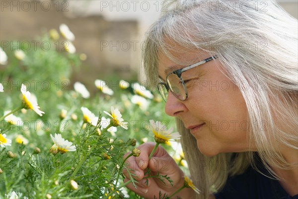 White-haired mature woman seen in profile smelling a flower in a daisy field