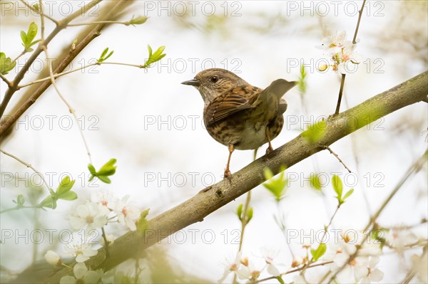 Dunnock (Prunella modularis) sitting on a flowering branch in spring, Hesse, Germany, Europe