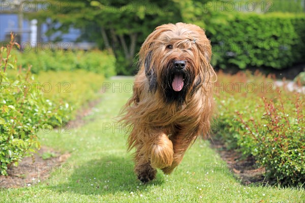 Briard, Berger de Brie