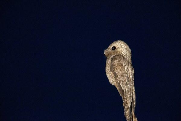 Great potoo (Nyctibius grandis) Pantanal Brazil