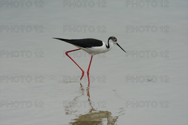 Black-winged Stilt, Himantopus himantopus, italy