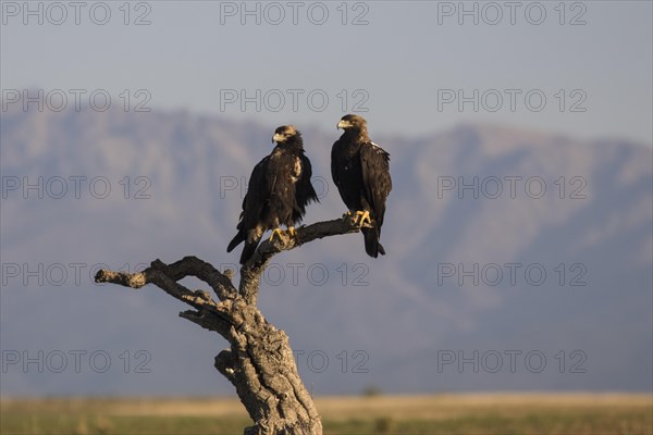 Iberian Eagle, Spanish Imperial Eagle (Aquila adalberti) and european magpie (Pica pica), Extremadura, Castilla La Mancha, Spain, Europe