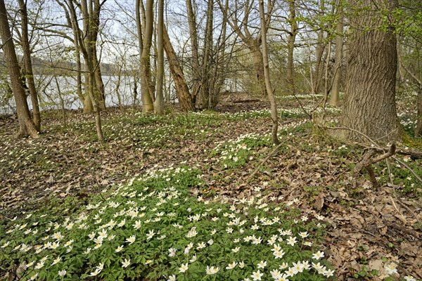 Wood anemone (Anemone nemorosa) blooming between deciduous trees at a lake, North Rhine-Westphalia, Germany, Europe