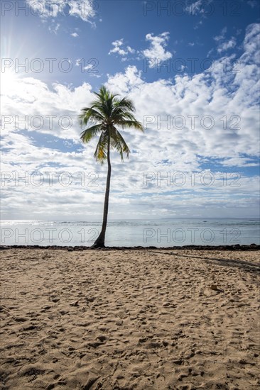 Romantic Caribbean sandy beach with palm trees, turquoise-coloured sea. Morning landscape shot at sunrise in Plage de Bois Jolan, Guadeloupe, French Antilles, North America