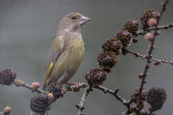 European greenfinch (Carduelis chloris), Emsland, Lower Saxony, Germany, Europe