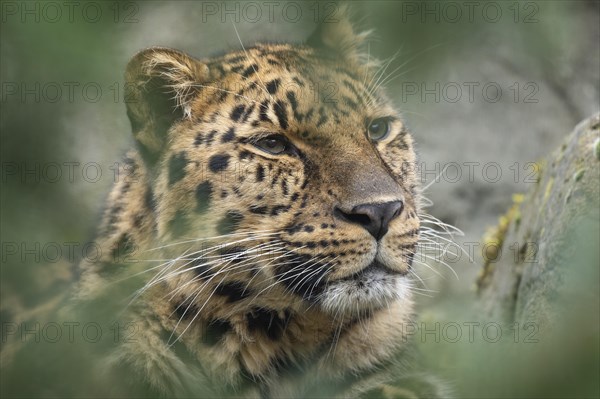 Amur leopard (Panthera pardus orientalis), portrait, occurring in the Amur-Ussuri region, captive