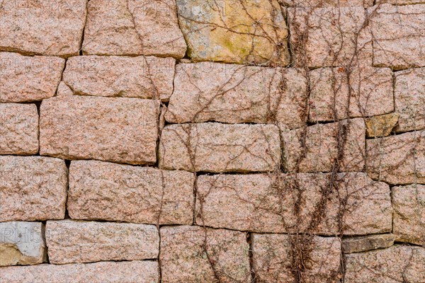 Closeup of vines growing on mountain fortress wall made of flat stones in Boeun, South Korea, Asia