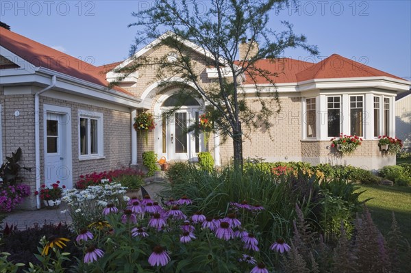 Tan brick with white trim home and landscaped front yard with raised border with red Pelargonium, Geranium flowers, Echinacea purpurea, Coneflowers and white Leucanthemum vulgare, Oxeye daisies in summer, Quebec, Canada, North America