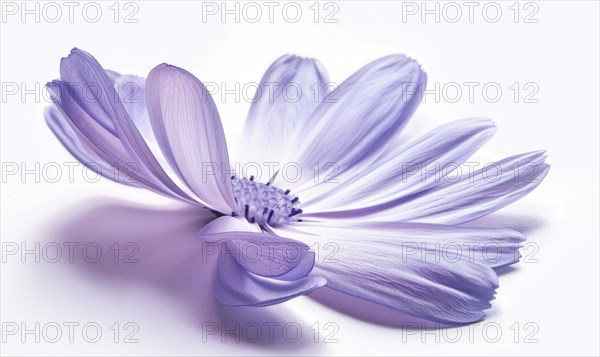 Pale purple chamomile flower on white background, closeup AI generated