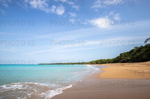 Lonely, wide sandy beach with turquoise-coloured sea. Tropical plants in a bay in the Caribbean sunshine. Plage de Cluny, Basse Terre, Guadeloupe, French Antilles, North America