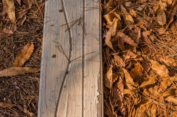 Sunlight highlights the texture of a weathered wooden surface among dry leaves, in South Korea