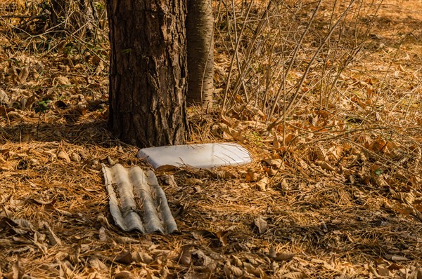 Discarded plastic plate among dry leaves at the base of a tree, in South Korea