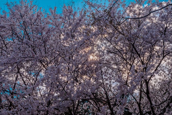 Stand of cherry blossom trees in front of large white cloud back lit by evening sun in Daejeon, South Korea, Asia