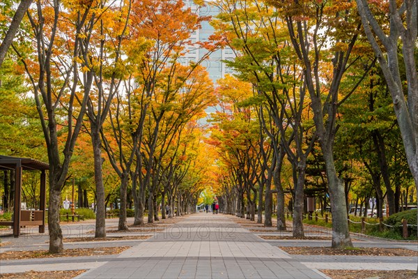 Tree-lined alley in park with autumn leaves and a distant figure on the pathway, in South Korea