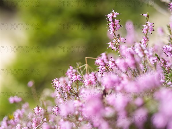 Flowering heather (Erica), near Tragoess, Styria, Austria, Europe