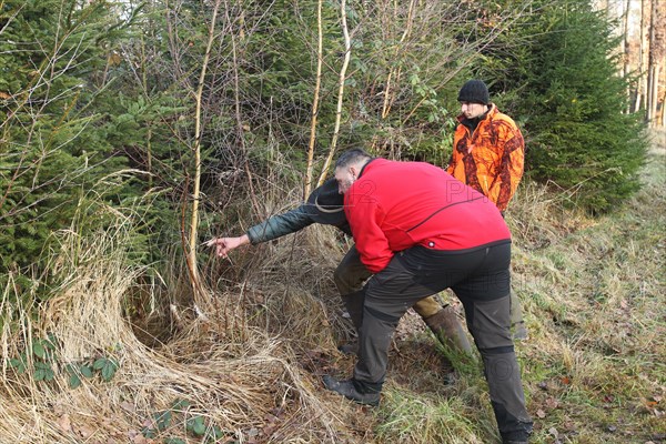 Wild boar hunt, hunters examine the place where the wild boar (Sus scrofa) disappeared in the thicket, Allgaeu, Bavaria, Germany, Europe