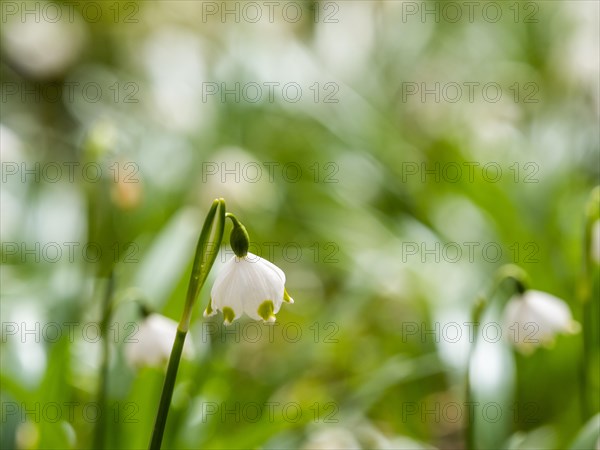 Spring snowdrop (Leucojum vernum), March snowdrop, March bell, large snowdrop. Amaryllis family (Amaryllidaceae), Jassing, Styria, Austria, Europe