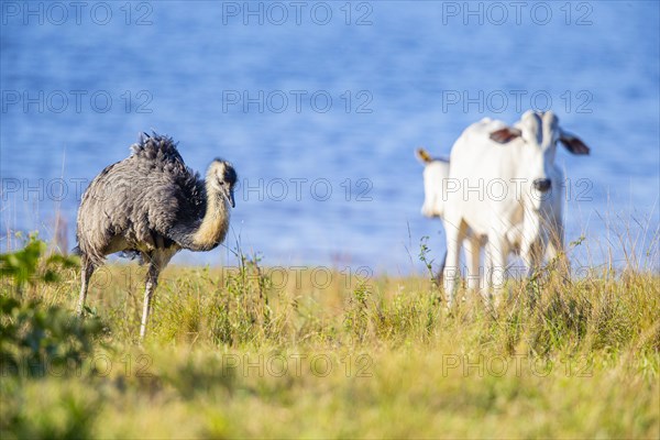 Nandu (Rhea americana) Pantanal Brazil