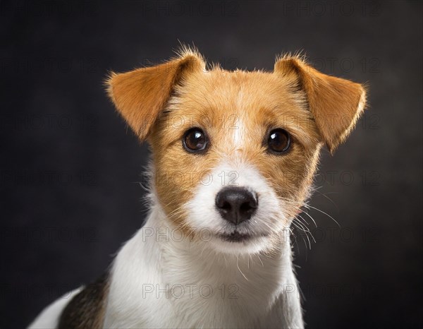 Dog, Jack Russell Terrier, portrait, head only, puppies, dark background, AI generated, AI generated