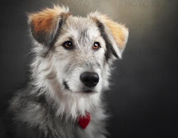 Dog, Czech Wolfhound, portrait, head only, puppies, dark background, AI generated, AI generated