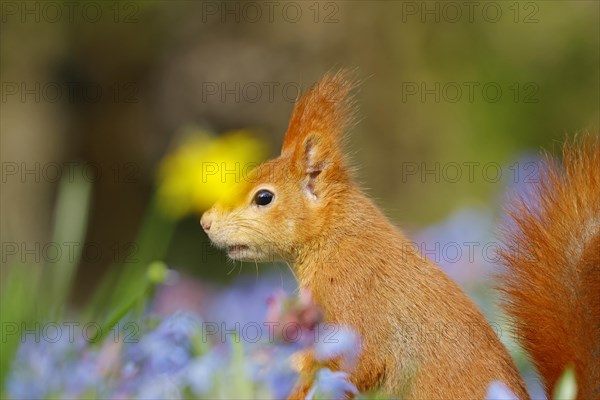 Portrait of a eurasian red squirrel (Sciurus vulgaris) in a blue star meadow with daffodils, Hesse, Germany, Europe