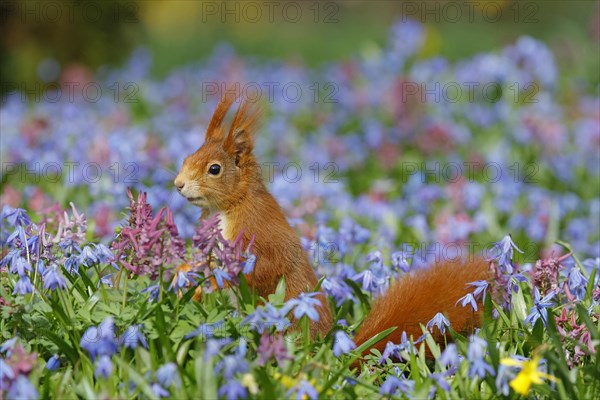 Eurasian red squirrel (Sciurus vulgaris) in a blue star meadow, Hesse, Germany, Europe