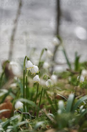 March snowflake, March, Germany, Europe