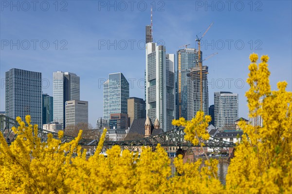 The bushes on the banks of the River Main blossom at the beginning of spring in front of the Frankfurt banking skyline, Mainufer, Frankfurt am Main, Hesse, Germany, Europe