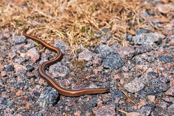 Slow worm (Anguis fragilis) on the ground sunbathing in the spring sunshine