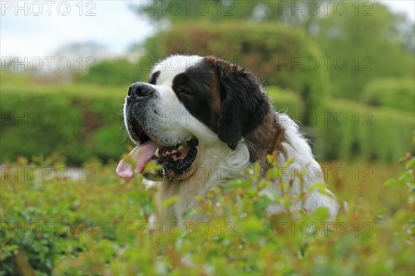 Saint Bernard, Saint Bernard dog