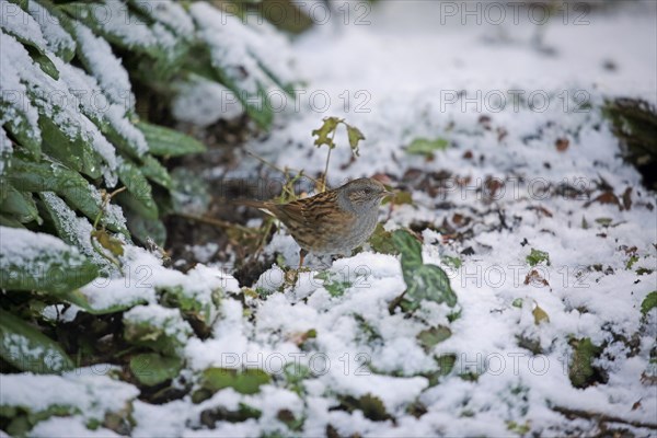 Dunnock (Prunella modularis)