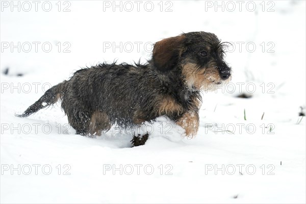 Rough-haired dachshund, hunting dog