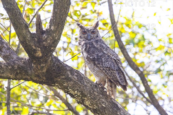 Virginia eagle owl (Bubo virginianus) Pantanal Brazil