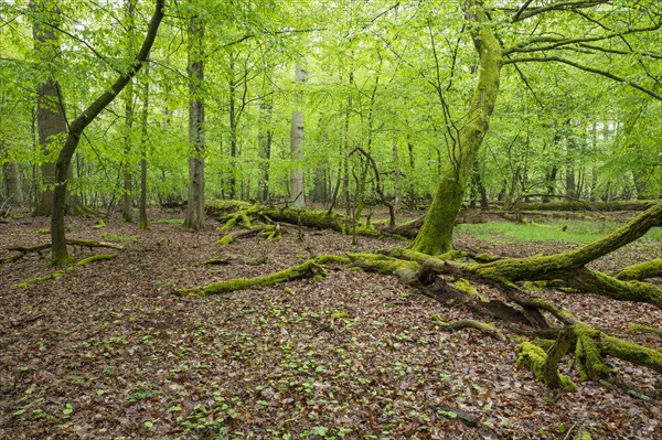 Near-natural deciduous forest, moss-covered deadwood, in spring, Barnbruch Forest nature reserve, Lower Saxony, Germany, Europe