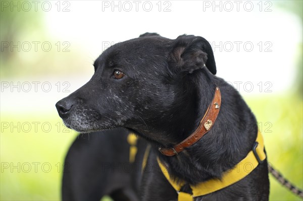Domestic dog (Canis lupus familiaris), black, female, older, grey muzzle, from animal protection, with double lock, looking to the right, yellow harness, close-up, background light green blurred, Hesse, Germany, Europe