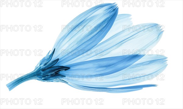 Light blue daisy flower petals on white background AI generated