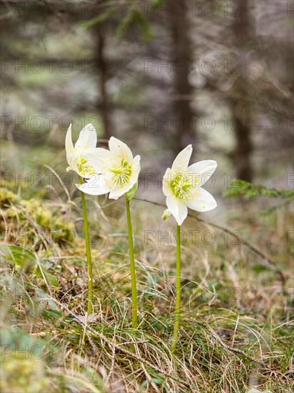 Christmas rose (Helleborus niger), near Tragoess, Styria, Austria, Europe