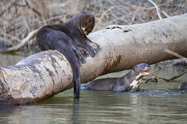 Giant otter (Pteronura brasiliensis) Pantanal Brazil