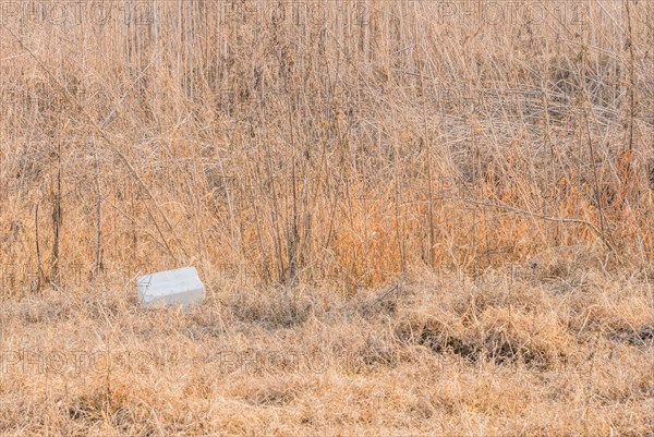 A Styrofoam containe discarded in a field with dry vegetation illustrates a pollution problem, in South Korea