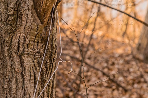 Metal hanger blending in with twigs and tree bark, in South Korea