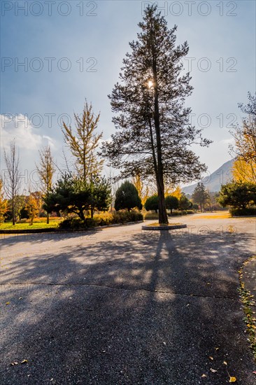 Sun filters through a tall pine tree casting a long shadow in a peaceful park, in South Korea