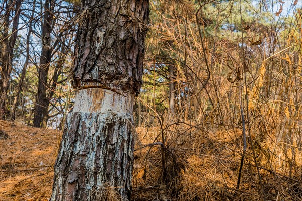 Pine tree trunk with peeling bark on a forest floor covered with pine needles, in South Korea